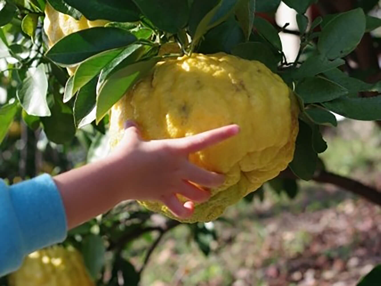 はなをりで冬至、大きなゆずがほっと包む湯浴みのひととき・・・